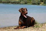 DOBERMANN 1158